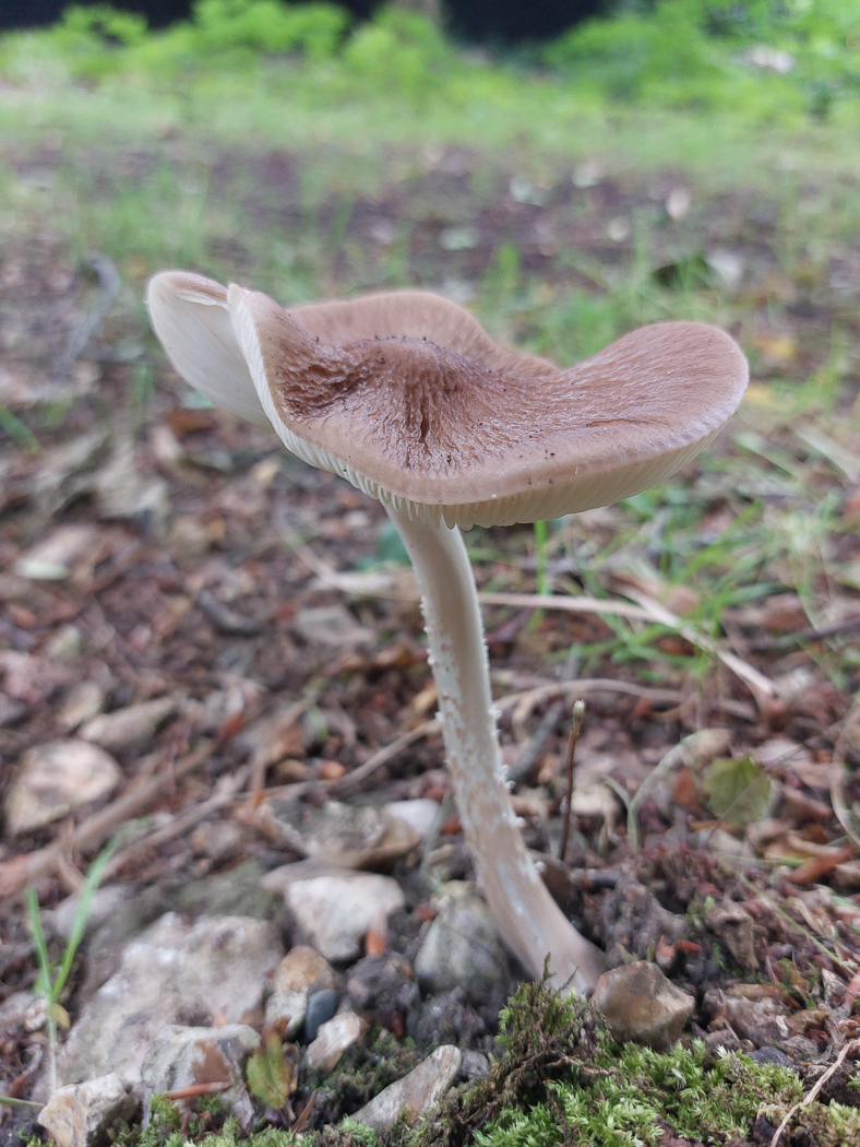 Photo by Jesper Launder Hymenopellis radicata by Jesper Launder